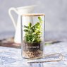 Terrarium Anymak mit eigenem Logo